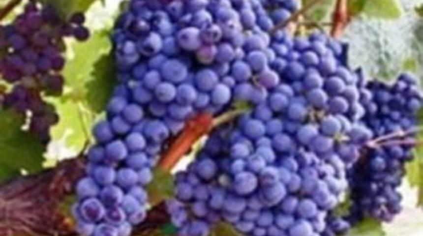 Kara &Uuml;z&uuml;m Kanser d&uuml;şmanı