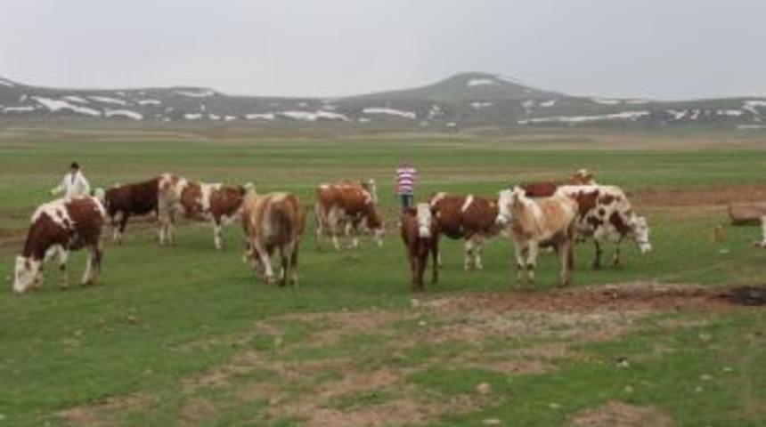 Bitlis'te hayvan sayısında artış yaşandı