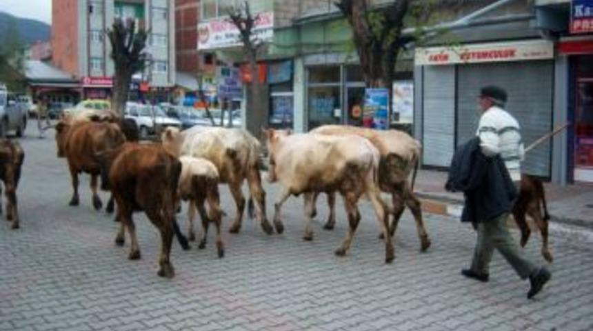 Kağızman merkezinde hayvancılık azaldı