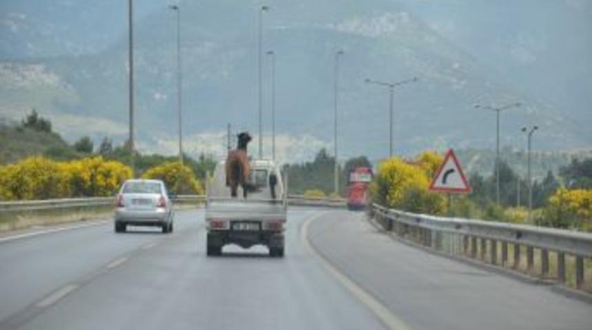 Kamyonet &Uuml;zerindeki At S&uuml;r&uuml;c&uuml;leri Şaşırttı