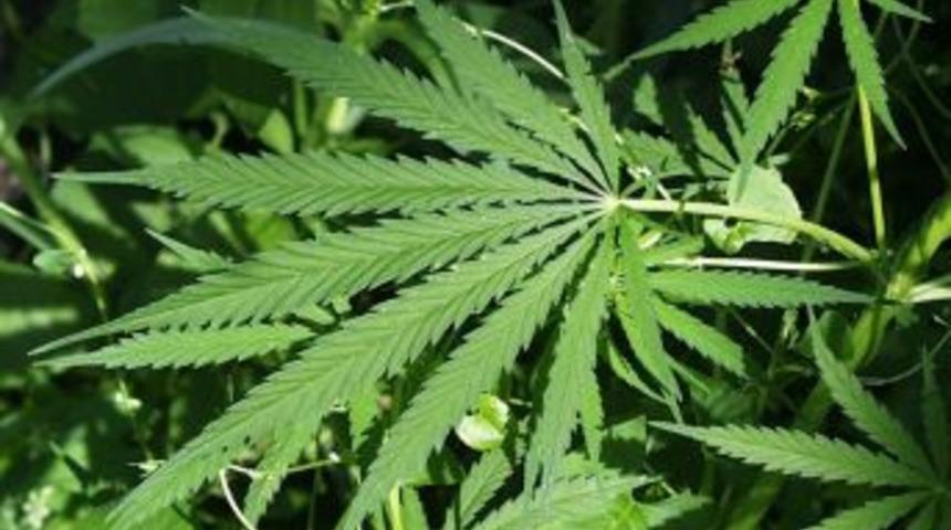 Söke'De Uyuşturucu Operasyonu