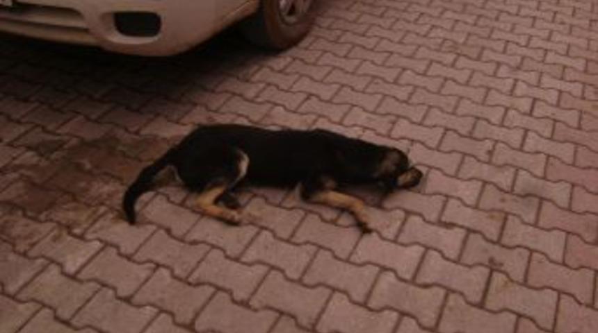 Doğanşehir'De K&ouml;peklerin &Ouml;ld&uuml;r&uuml;lmesine Tepki