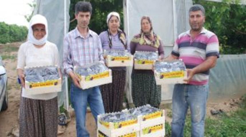 Silifke'De &Uuml;z&uuml;m Hasadı Başladı