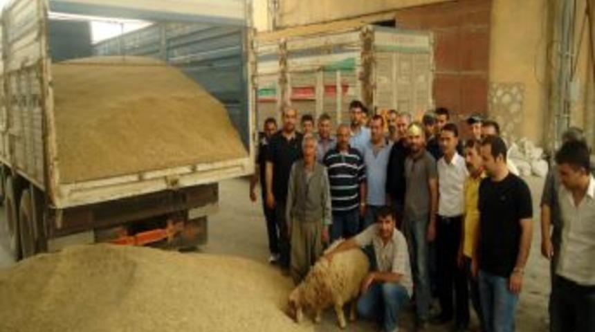 Mardin Ovasında &Ccedil;ift&ccedil;iler Ilk Hasat Nedeniyle Kurban Kesti
