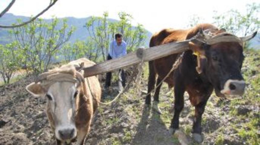 Aydınlı &Ccedil;ift&ccedil;iler Karasabandan Vazge&ccedil;miyor