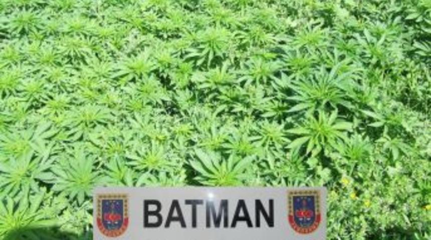 Batman'Da 561 Bin 442 K&ouml;k Kenevir Ele Ge&ccedil;irildi