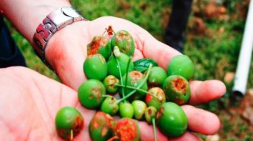 Sarıg&ouml;l'De Dolu Kiraz Ve Erik Bah&ccedil;elerine Zarar Verdi