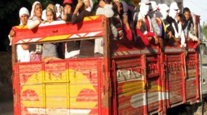 Kamyonda Balık İstifi Yolculuk