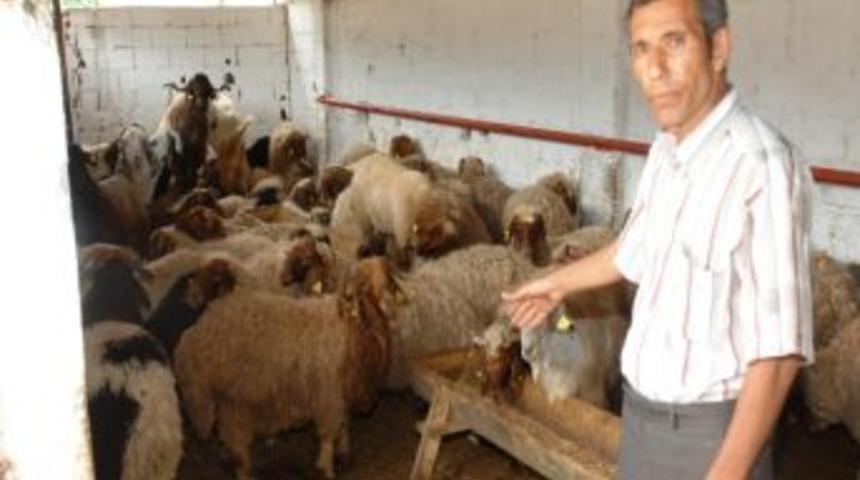 Ceyhan'da 80 Adet K&uuml;pesiz K&uuml;&ccedil;&uuml;kbaş Hayvan Ele Ge&ccedil;irildi