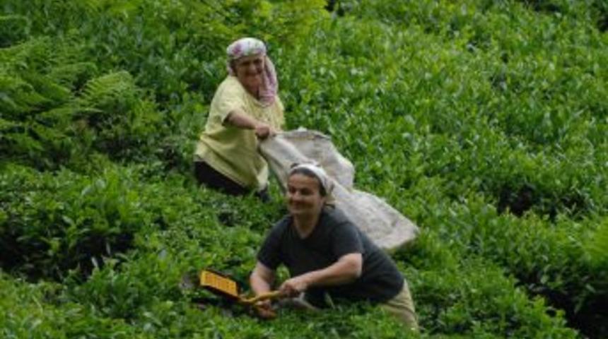 &Ccedil;aykur 10 Bin Ton Yaş &Ccedil;ay Yaprağı Aldı