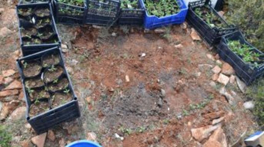 Jandarma Ekiplerinden Kenevir Baskını