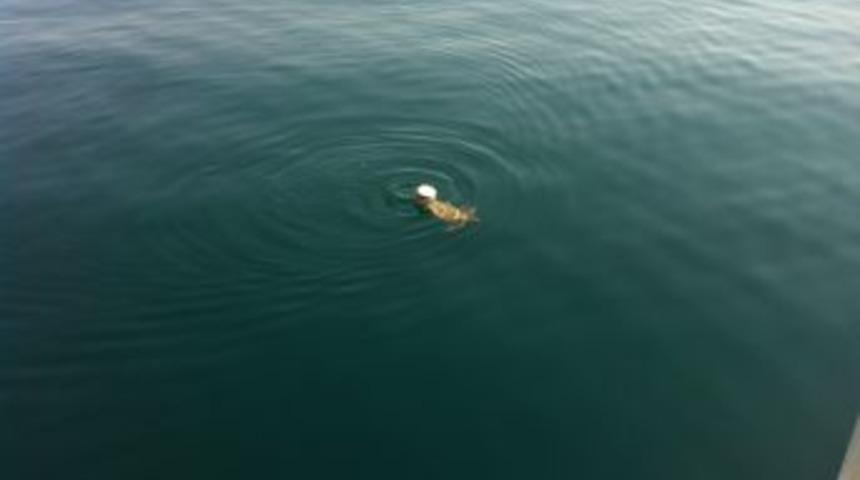 Yaralı Carettayı Sahil G&uuml;venlik Ekipleri Kurtardı