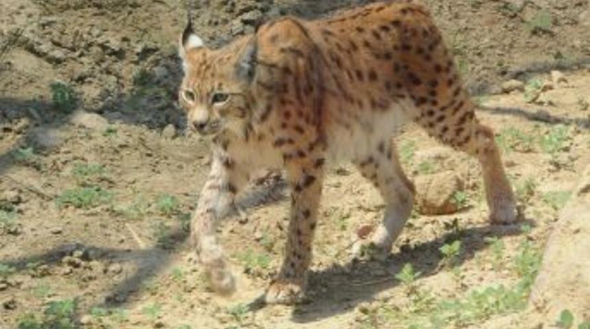 Anadolu&rsquo;nun Vahşi Kedileri İzmir Doğal Yaşam Parkı'nda