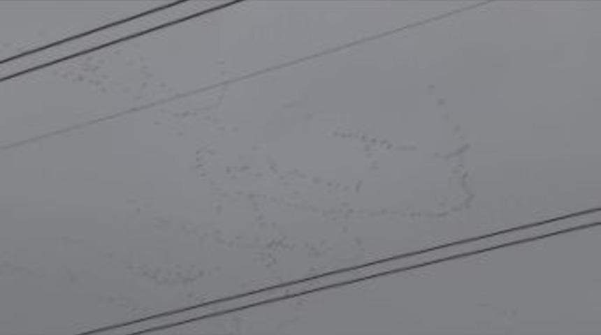 Kuşlardan G&ouml;ky&uuml;z&uuml;nde Akrobatik G&ouml;steri