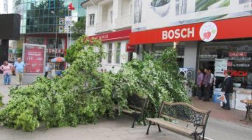 Fırtına Ihlamur Ağacını Devirdi