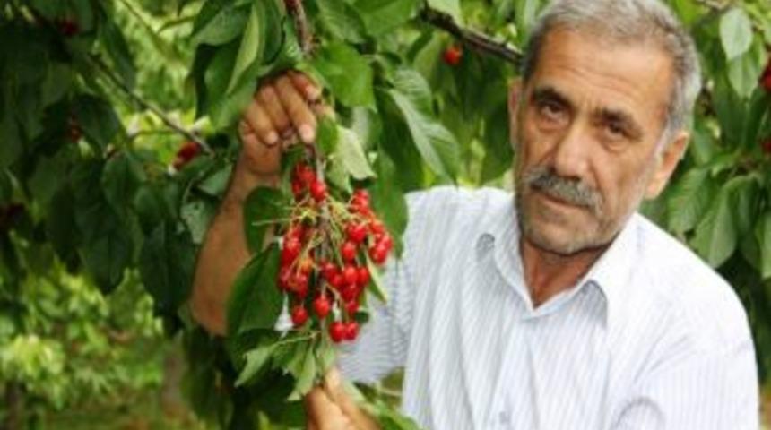 Sarıg&ouml;l'de Dolunun Kiraza Verdiği Zarar Tespit Edildi