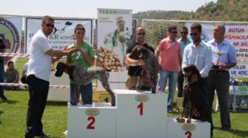 Altınoluk&rsquo;ta K&ouml;pek Irkları G&uuml;zellik Yarışması Yapıldı