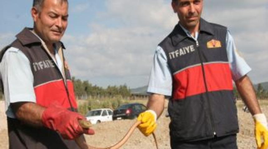 Polis Lojmanlarına Giren Yılanı Itfaiye Ekipleri &Ccedil;ıkardı