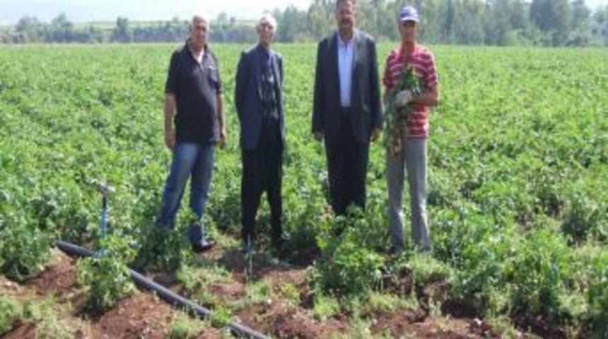 D&uuml;zi&ccedil;i'nde Patates Yetiştiriciliği