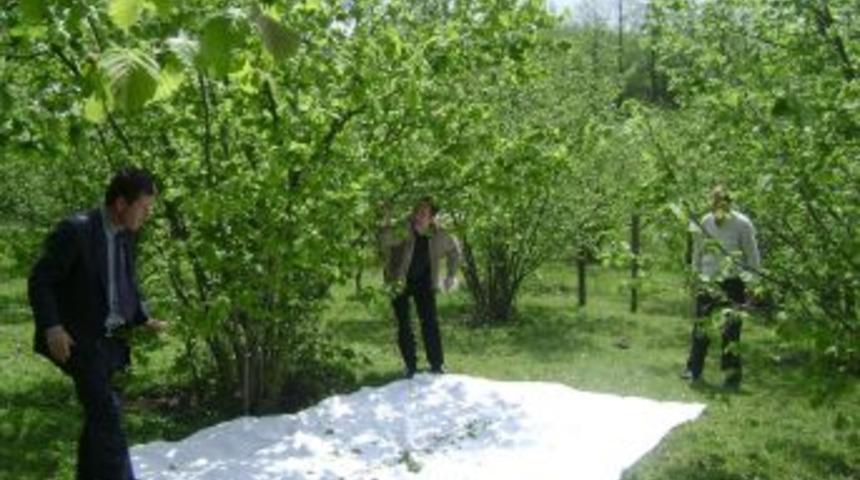 Fındık Kurdu Ve Fındık Yeşil Kokarcası M&uuml;cadele Zamanı