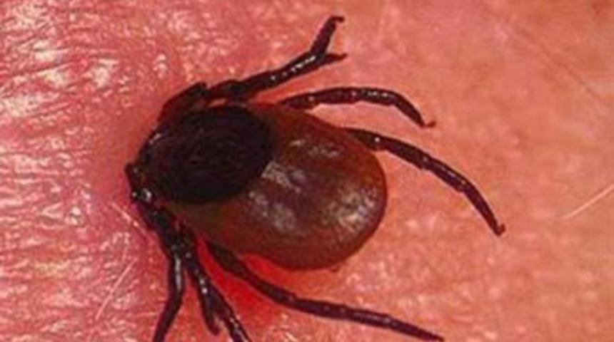 Kastamonu'da 3 kişi keneden öldü