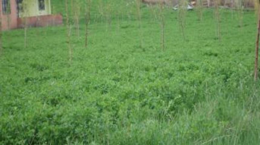 G&uuml;roymak'ta Aşılı Fidan Dağıtımı Yapıldı