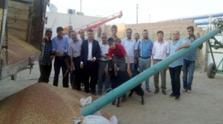 Kırmızı Mercimek Hasadı Başladı