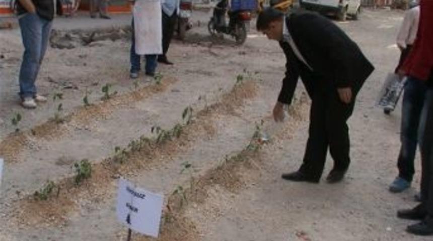 Mahalle Esnafı, Tepki Olarak Sokağa &Ccedil;ilek, Biber Ve Domates Ekti