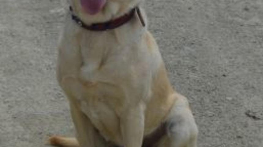 Başkale'de Yola D&ouml;şenen Mayın Imha Edildi