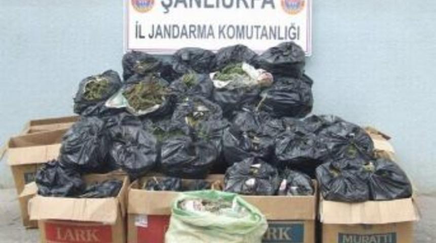 Jandarma 5 Bin 11 K&ouml;k Kenevir Bitkisi Ele Ge&ccedil;irdi