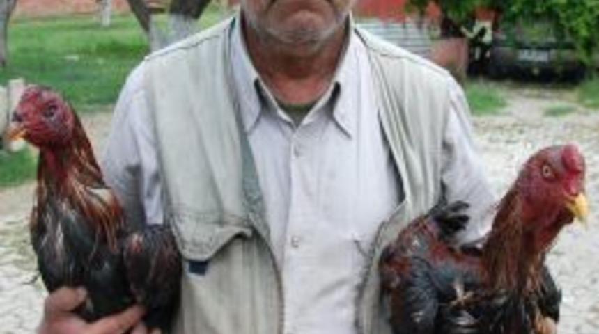 Turgutlu'da Horoz D&ouml;v&uuml;ş&uuml; Operasyonu