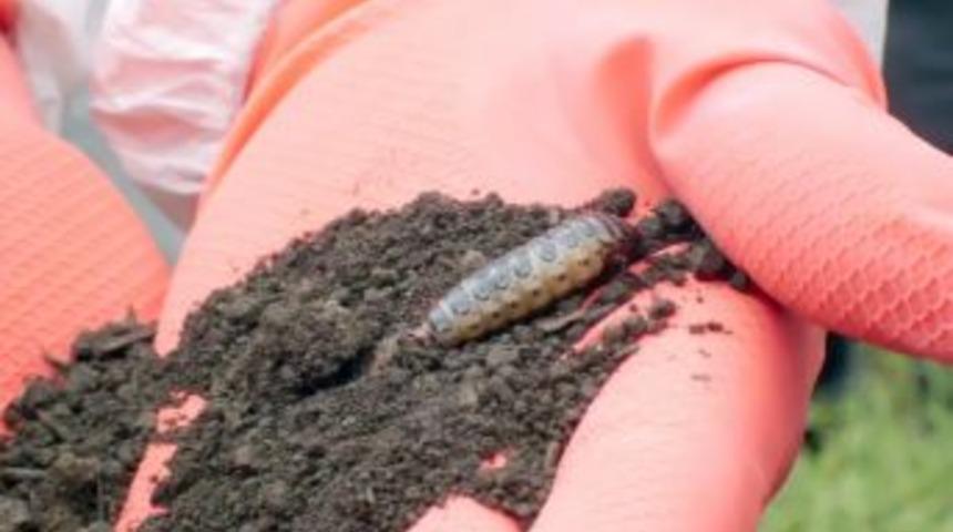 &Ccedil;am Ağacı Zararlılarıyla M&uuml;cadele I&ccedil;in Doğaya 12 Bin Terminat&ouml;r Salındı