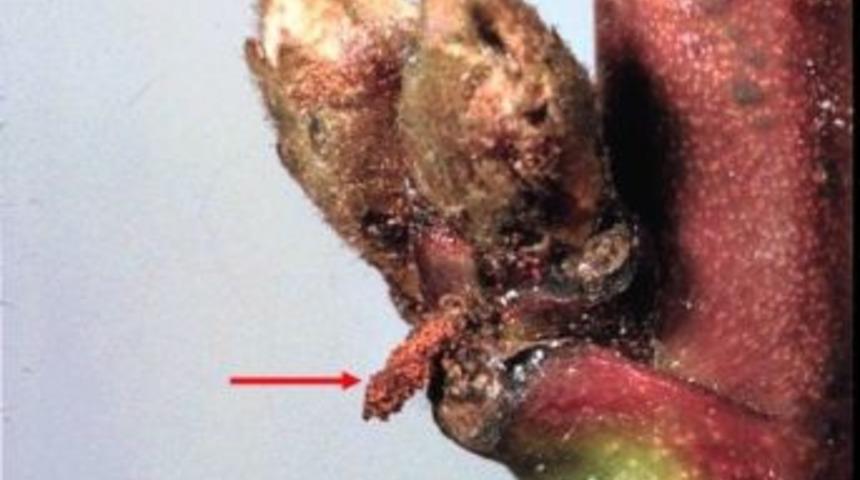 Şeftali Filiz G&uuml;vesi Zararlısında M&uuml;cadele Zamanı Uyarısı