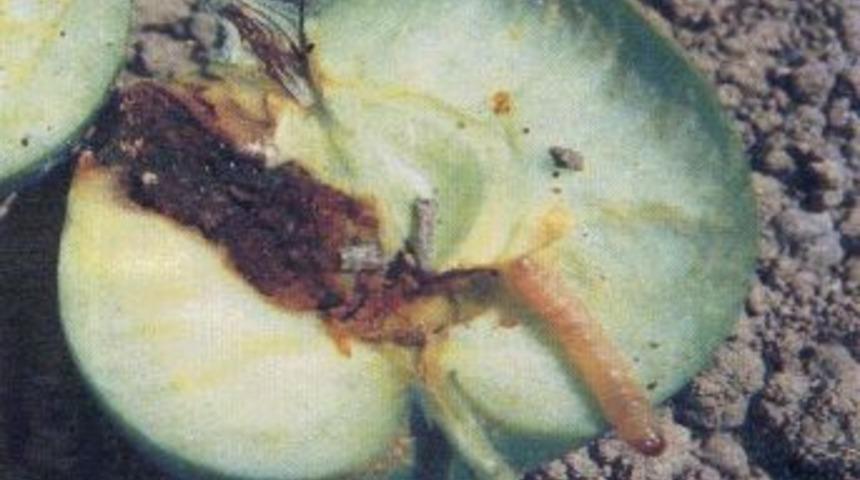 Elma İ&ccedil; Kurdu Zararlısında M&uuml;cadele Zamanı