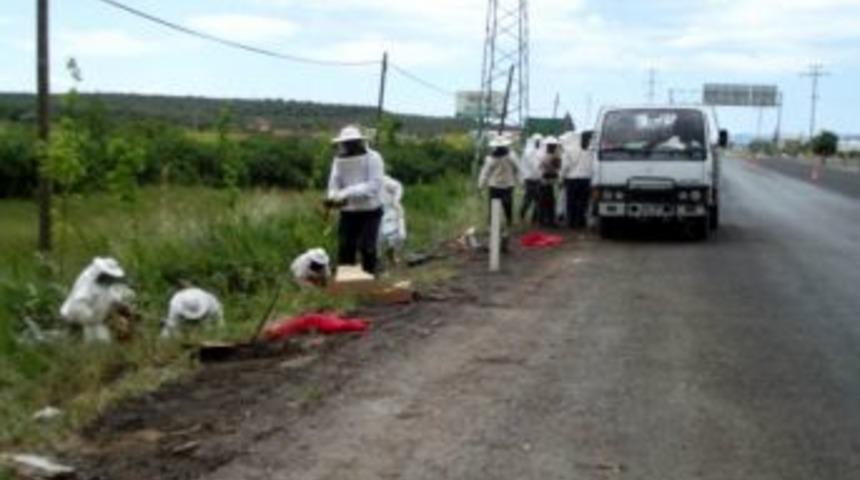 &Ccedil;anakkale-İzmir Yolu'nu Arılar İstila Etti