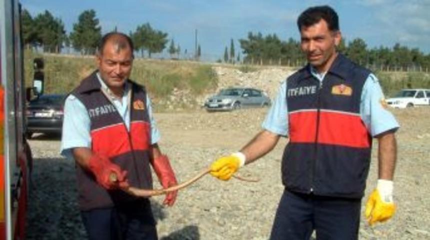 Burhaniye'de İtfaiyeciler Yılan Avında