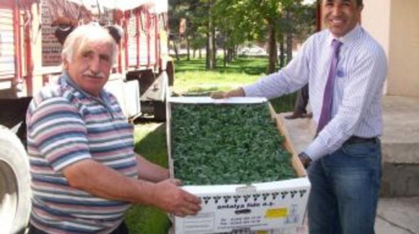 40 Bin Sırık Domates Fidesi Dağıtıldı