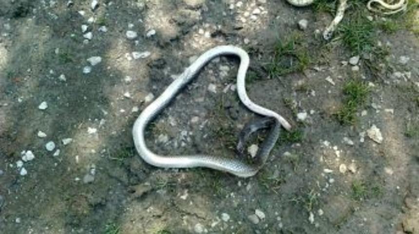 İtfaiyeciler Yılan Avında