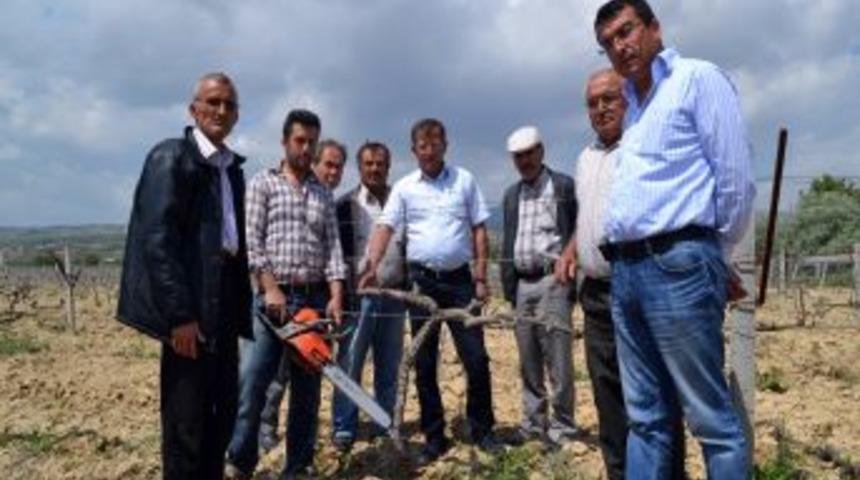 Kışın Soğuk Vuran Binlerce Dekar &Uuml;z&uuml;m Bağı Kurudu