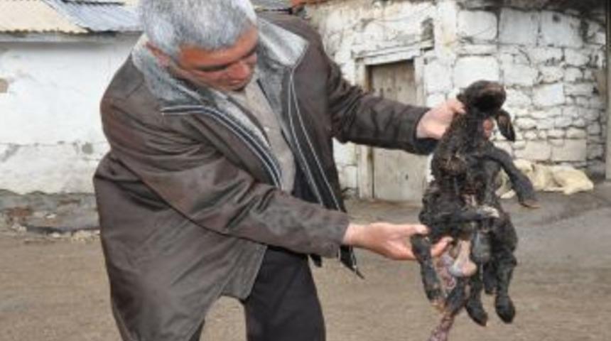 Erzurum'da &Ouml;l&uuml; Olarak D&uuml;nyaya Gelen 7 Ayaklı Kuzu G&ouml;renleri Şaşırttı