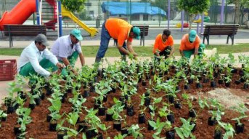 Akdeniz Belediyesi 120 Bin Adet &Ccedil;i&ccedil;eğin Dikimine Başladı