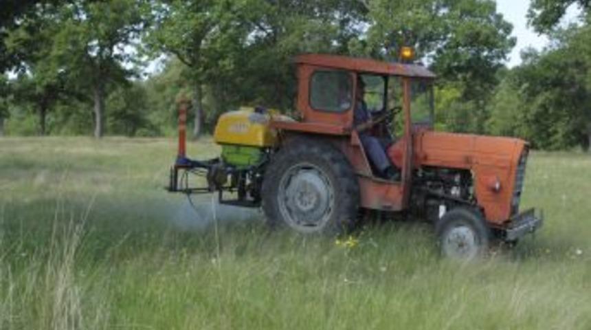 Belediye'den Keneye Karşı &Ouml;nlem