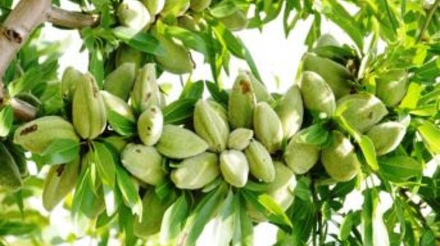 Orman Genel M&uuml;d&uuml;rl&uuml;ğ&uuml; Ceviz Ve Badem Dikecek