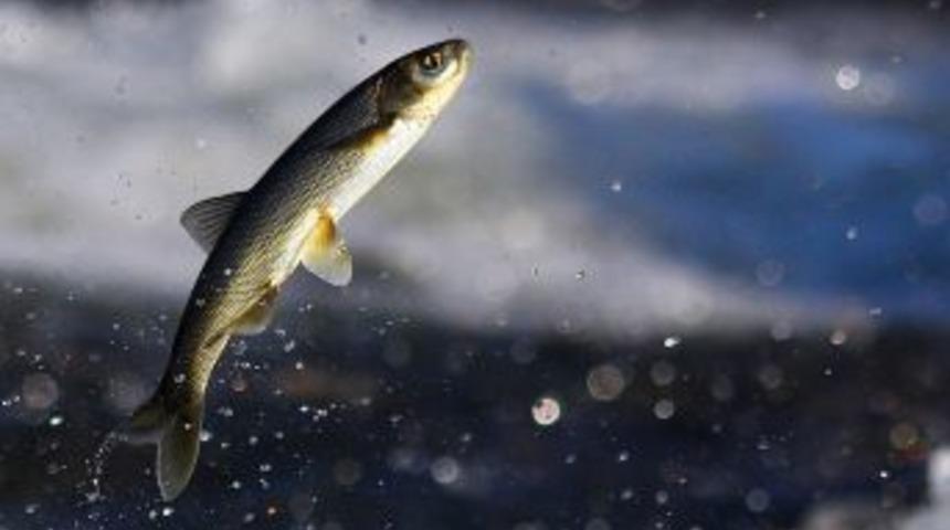 İnci Kefali Ilk G&ouml;&ccedil;&uuml;ne Başladı