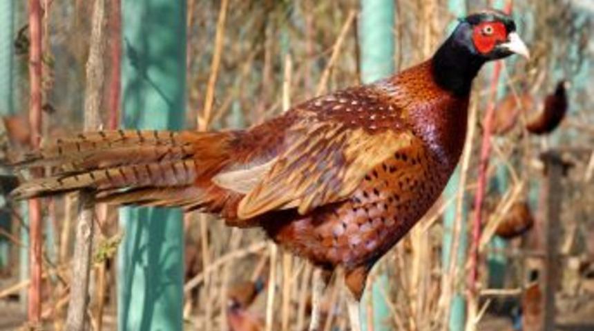 Kene D&uuml;şmanı 10 Bin S&uuml;l&uuml;n, 6 Ilde Doğaya Salınacak