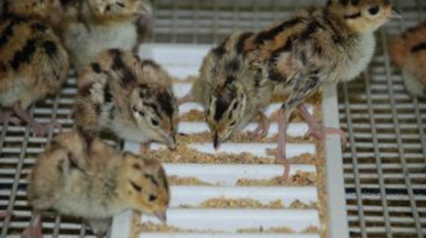 Belediye Başkanı Yenihan: Keneyle M&uuml;cadelemiz 6 Yıldır Devam Ediyor