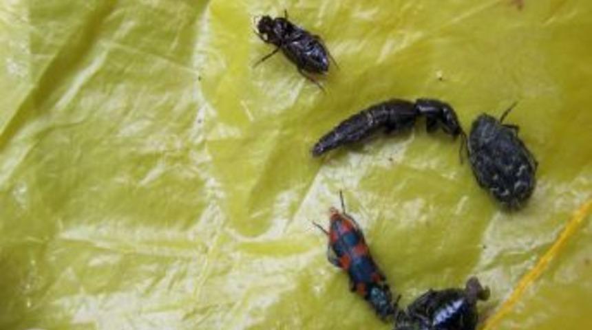 G&uuml;m&uuml;şhane'de B&ouml;cek Ka&ccedil;ak&ccedil;ılığı