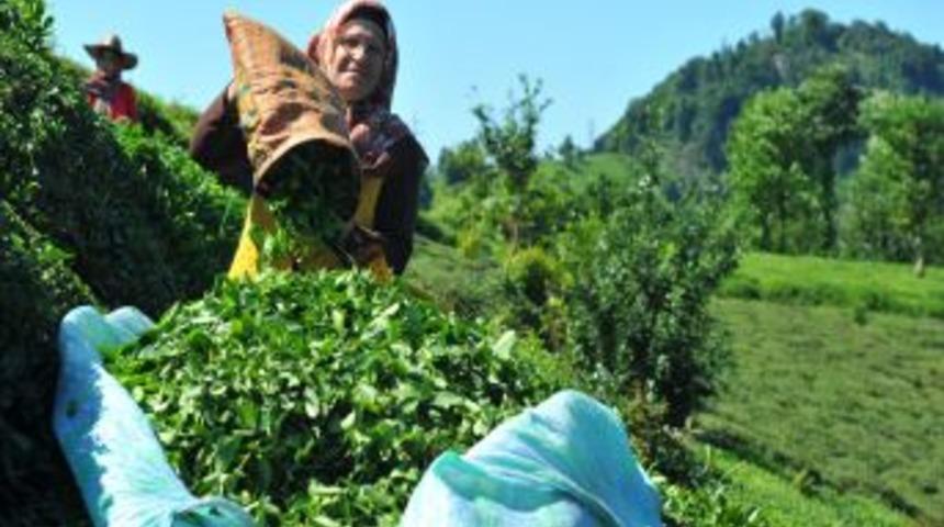 Yaş &Ccedil;ay Fiyatı 1,22 Lira Olarak A&ccedil;ıklandı