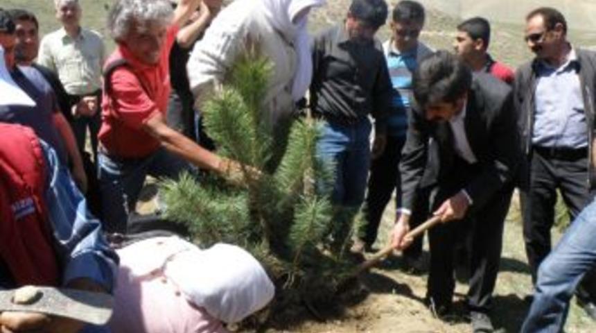 Van Belediyesi'nden Fidan Dikimi