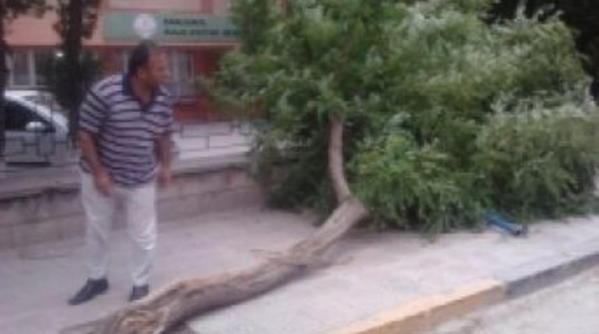 Fırtına ağa&ccedil; devirdi